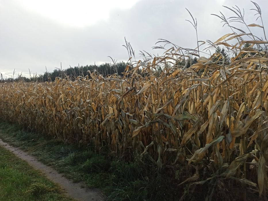 Ziarno kukurydzy 2,8ha