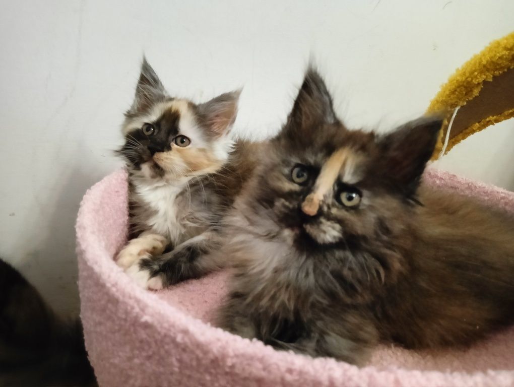 Maine coon przepiękna dymna szylkretka do hodowli FPL