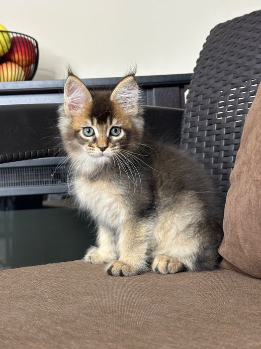 Volt-Kocurek Maine Coon