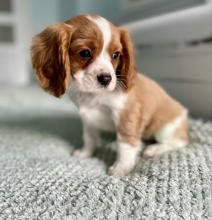 Cavalier king charles spaniel/samiec
