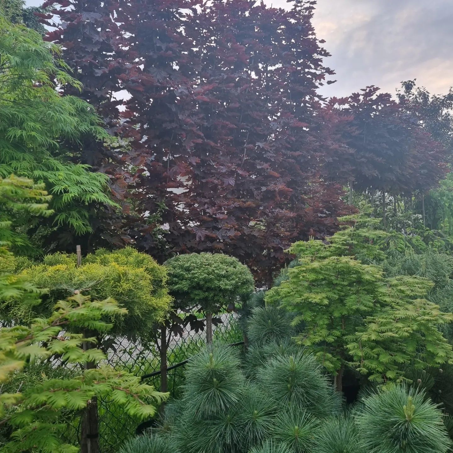 Krzewy ozdobne iglaste I liściaste Niwaki BONSAI