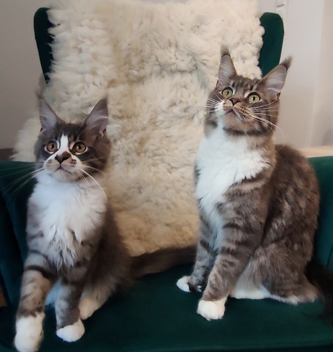 Maine Coon niebieski pręgowany kocurek rodowód FPL