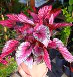Begonia królewska Rex Pink sadzonka