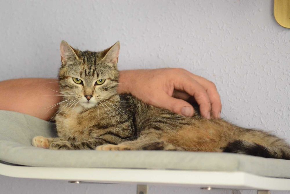 Roczna, pręgowana,idealna,spokojna,grzeczna kotka do adopcji