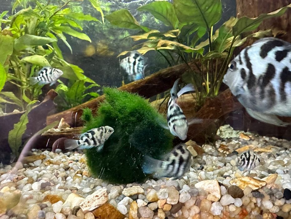 Pielęgnice papuzie blue tiger