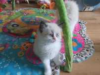 Ragdoll kociczka