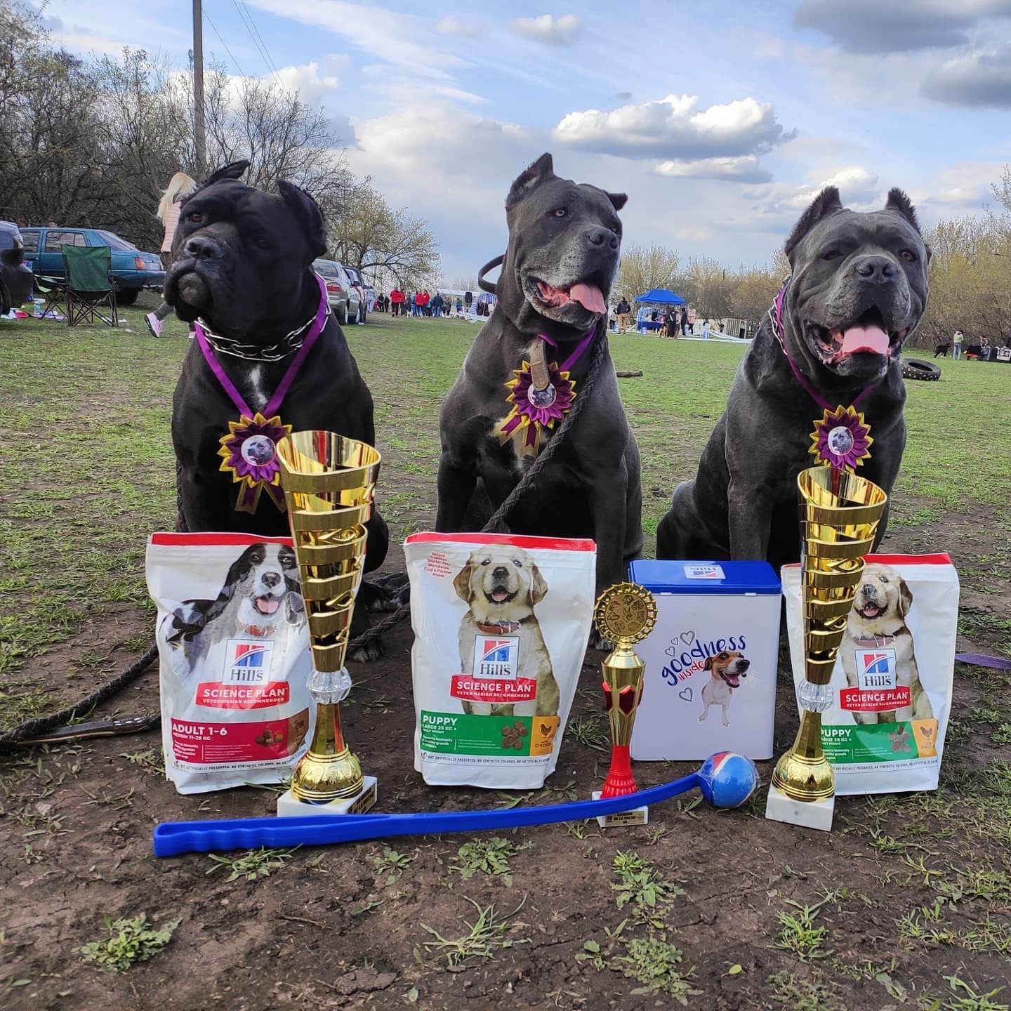 Канекорсо вязка. Canecorso