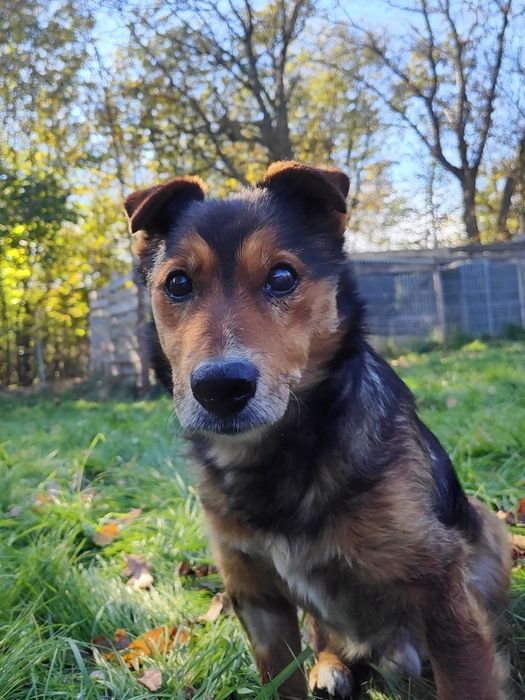 Farcik poleca się do adopcji