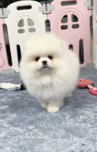 Piękny chłopak,  Pomeranian FCI