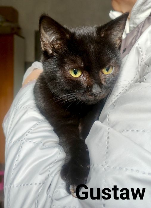 Czarny nie przynosi pecha :) Gustaw błaga o dom...