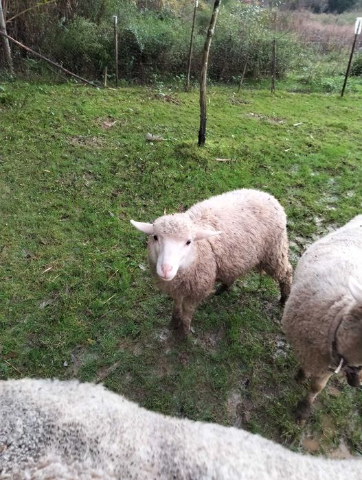 Borregos com 4 meses, criados no pasto