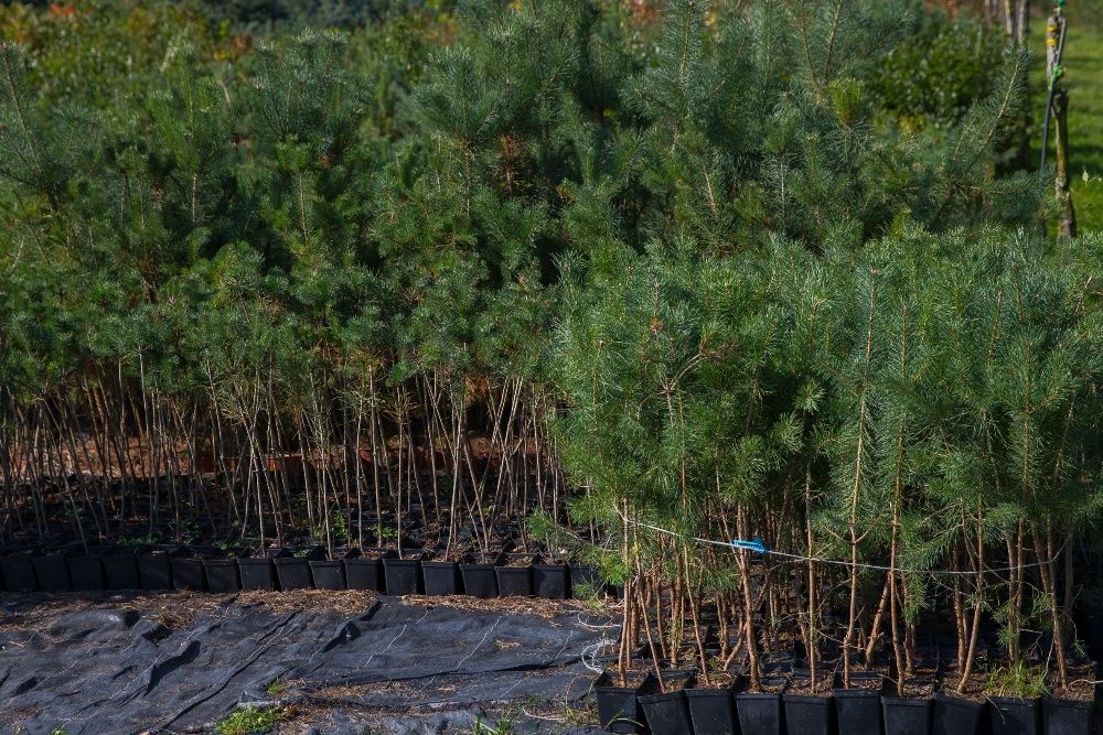 Sosna Zwyczajna (Pinus Sylvestris), wys. 140-150cm, donica 3l