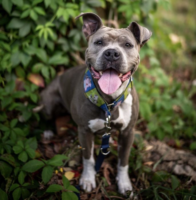 Lara - sunia amstaffa