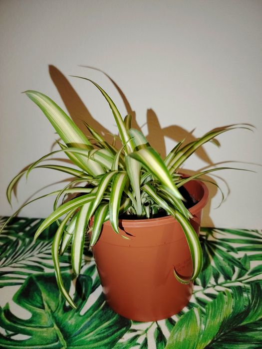 Planta Clorofito (3 euros cada)