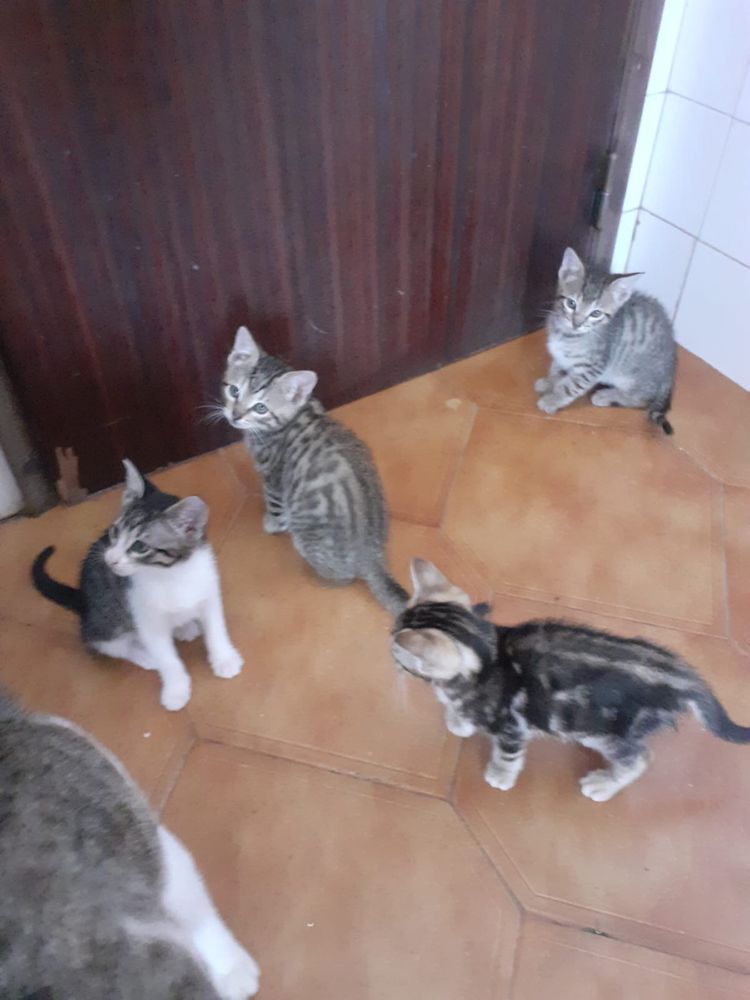 Gatinhos para adoção