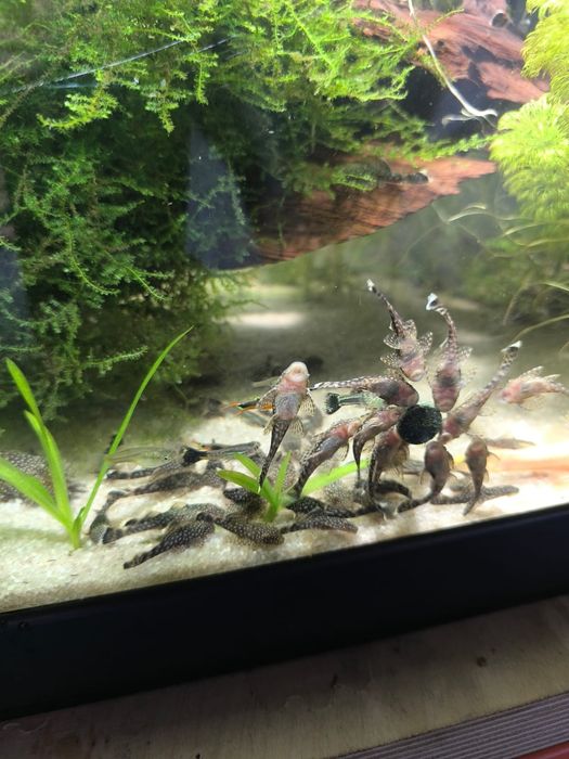 Ancistrus gold nugget