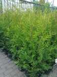 Tuja Brabant 80-90cm Ukorzenione! Donica