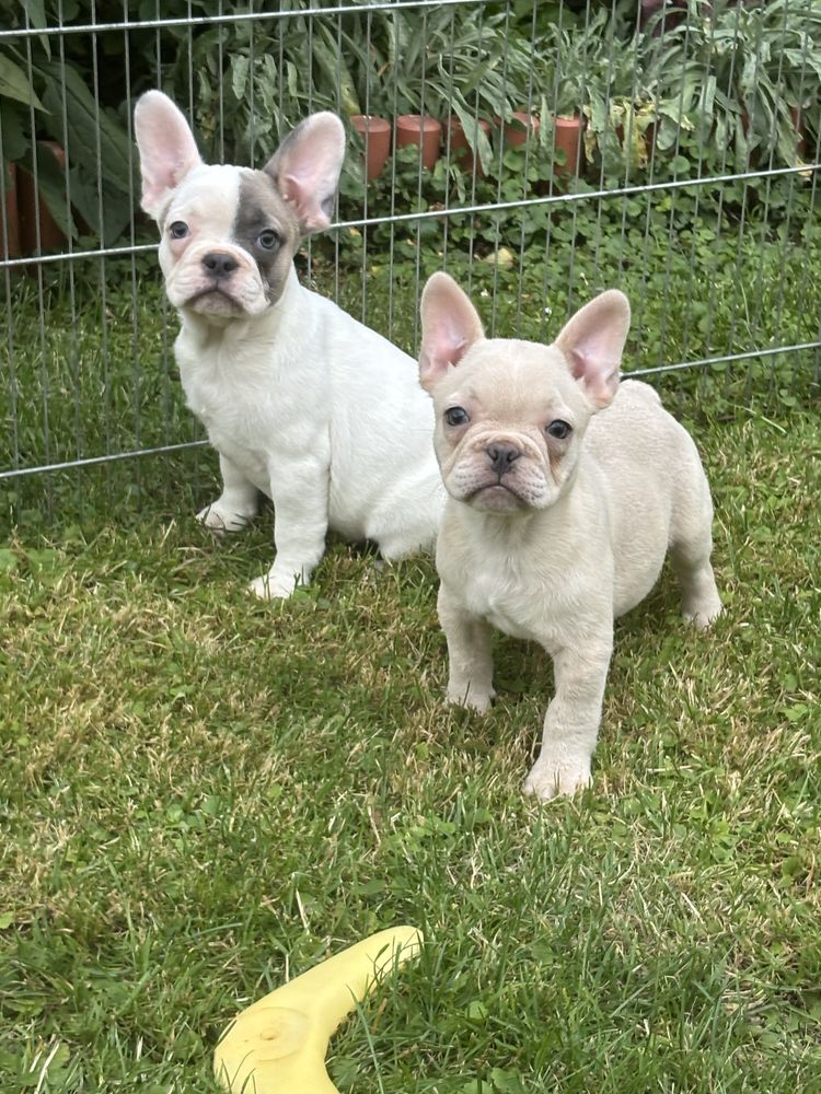 Buldog francuski szczenie