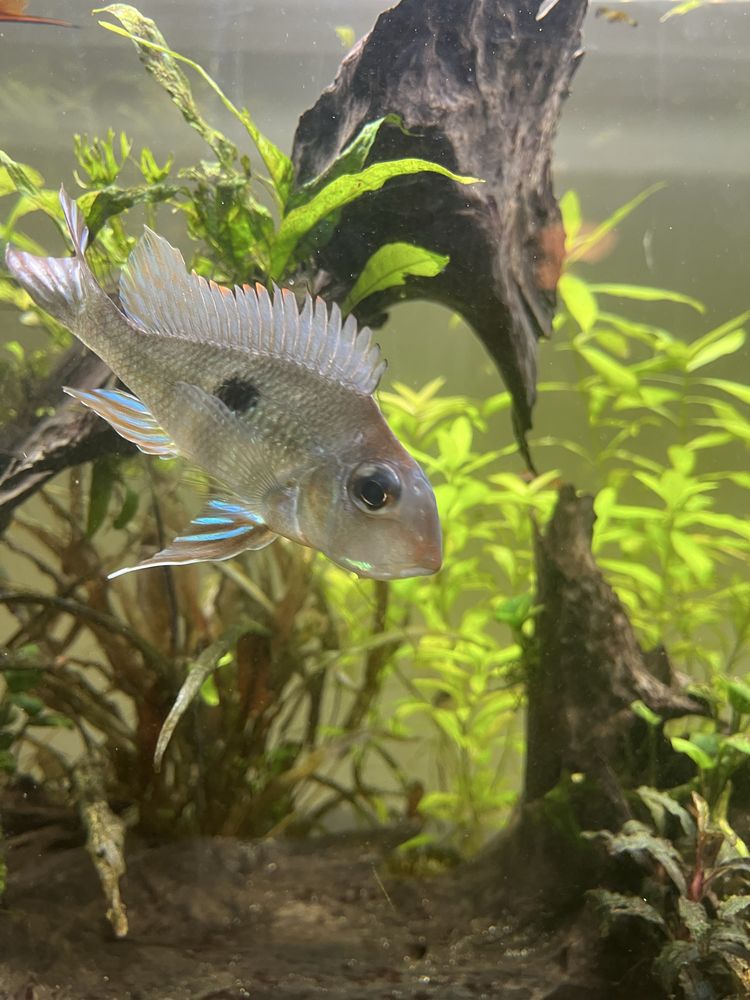 Geophagus. 10cm