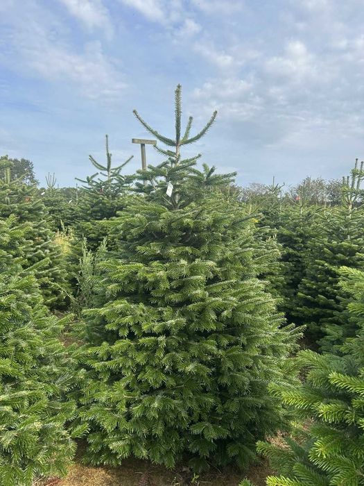 Jodła kaukaska cięta 175-250 ChoinkiPrima.pl FB