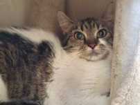 Christiane do adopcji