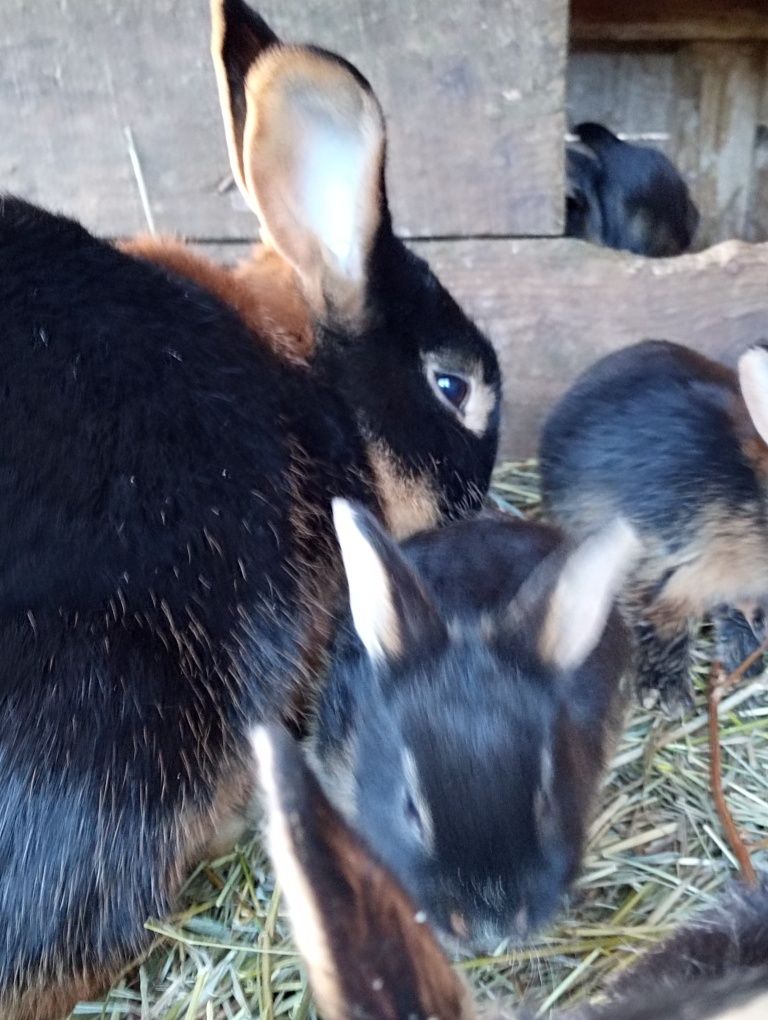 Продам кроликів породи,Рекс оттер,чьорно вогняні,і французькі барани.