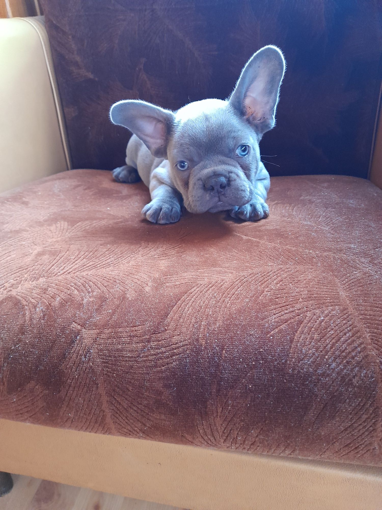 Buldog francuski piesek