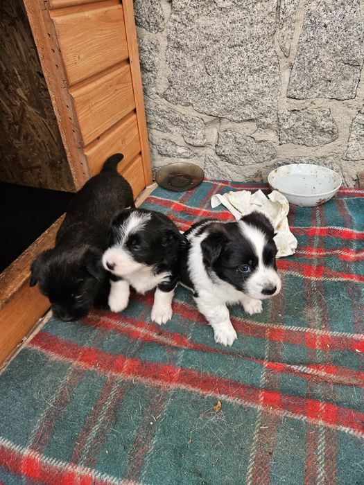 Odam pieski w dobre ręce