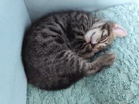 Gatinhos para adopção responsável