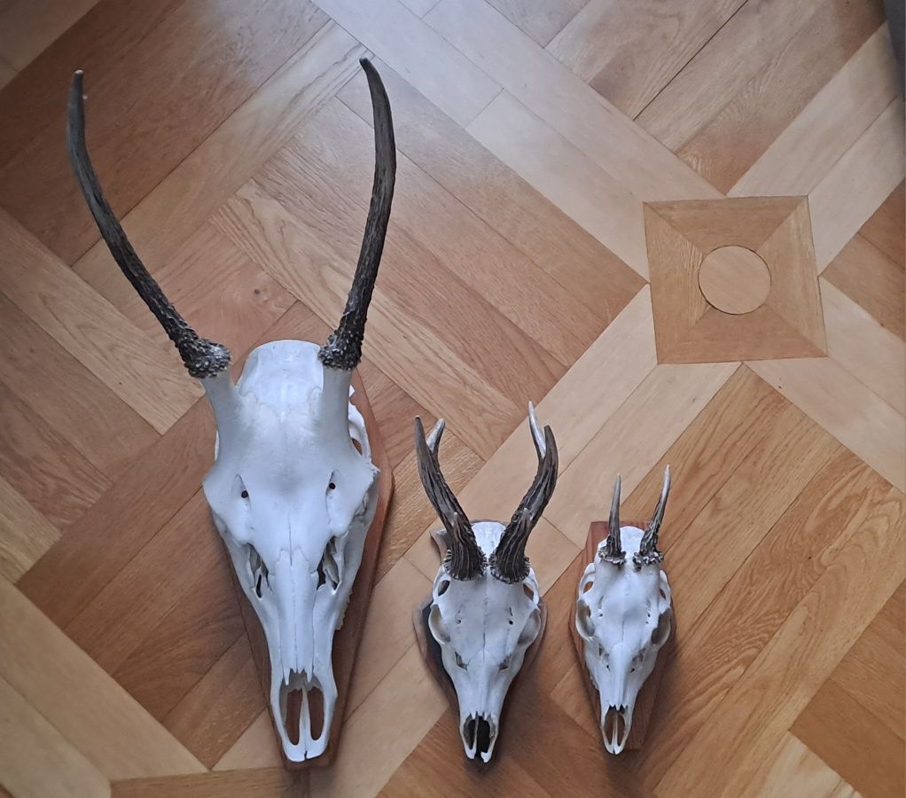 Poroża, rogi, zrzuty z czaszką