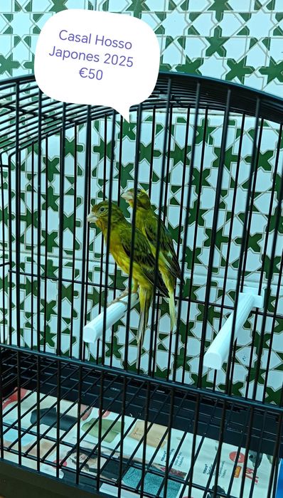 Canarios espanholitos miniatura 2025