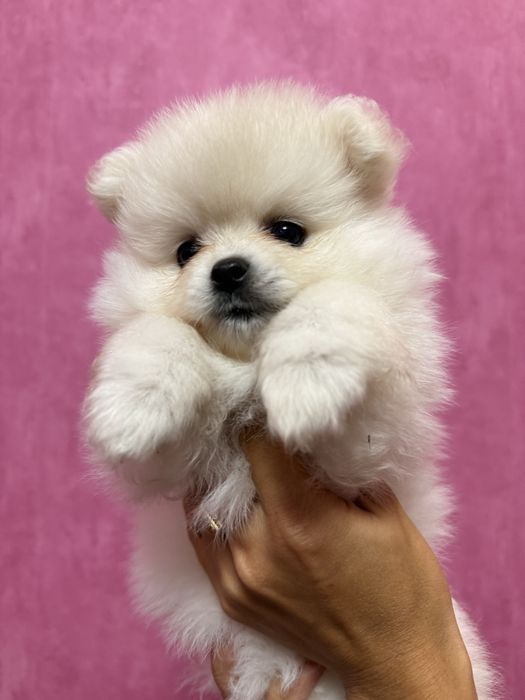 Продаж горненької дівчинки