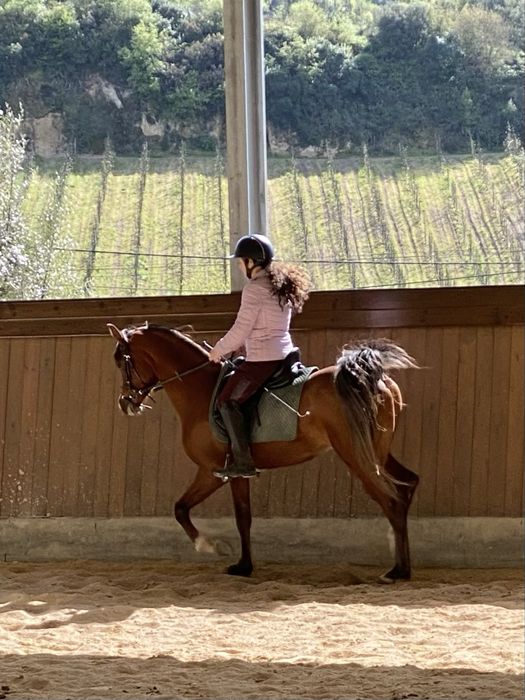 Elmikon -  Vendo garanhao PSA, 5 anos, 1,52cm