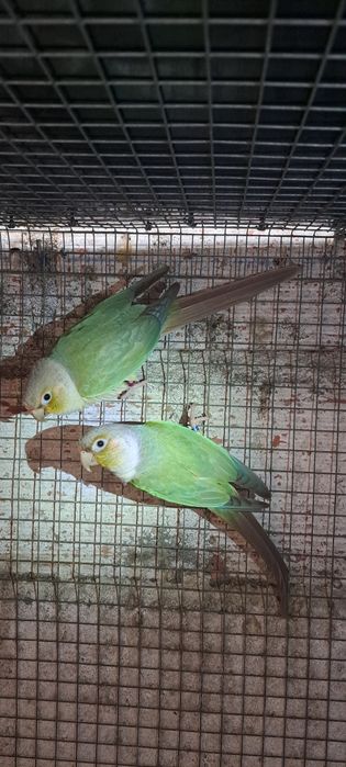 Pyhrrura perlatas e griseipectus