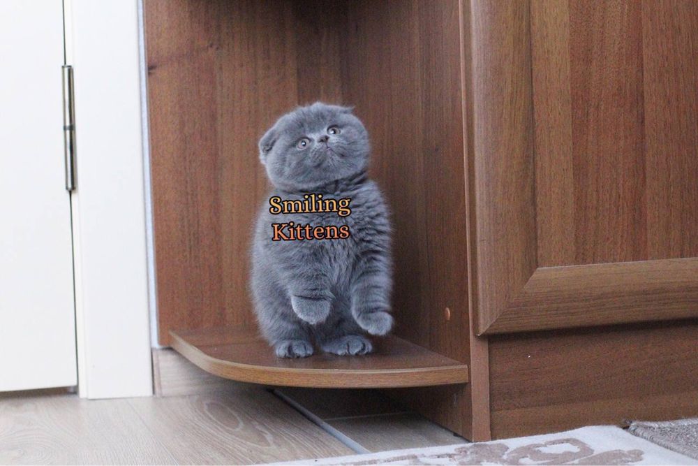 Зміни своє життя, принеси додому кошеня