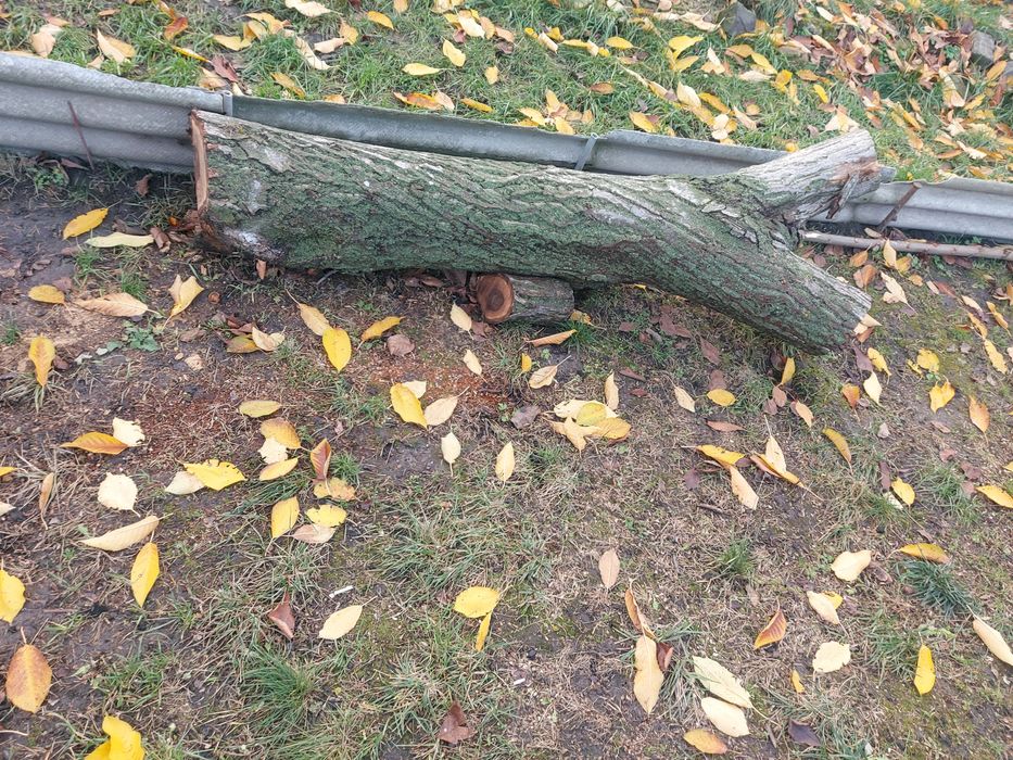 Стовбур горіха 8 шт діамтр різний самовивіз