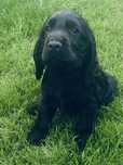Cocker Spaniel Angielski - trening czystości/ rodowód!
