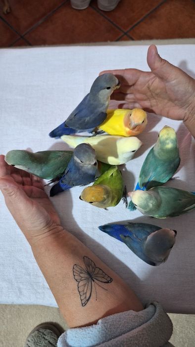 Agapornis Domesticados