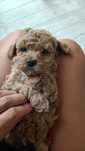 Maltipoo piesek rudy ciemny beż