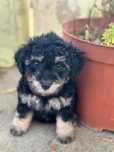 Caniche super dorcio