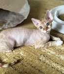 Piekny kocurek Devon Rex Funio