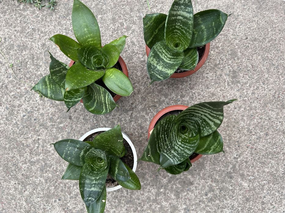 Сансевʼєрія сансевʼєрія ханні