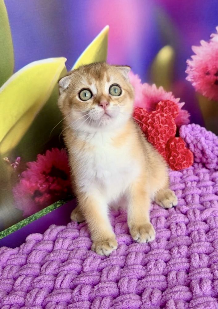 Висловухий золотий котик хлопчик