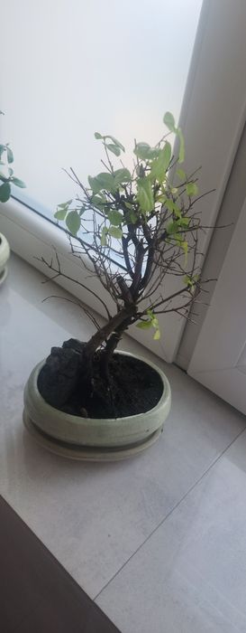 Drzewko Bonsai zdrowe
