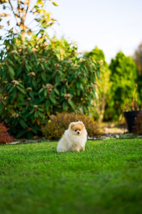 Pies szpic miniaturowy pomeranian