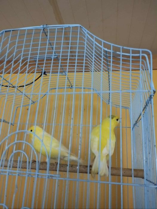 Canários amarelos