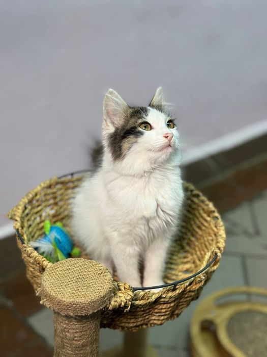 Очень красивые котята в ответственные руки