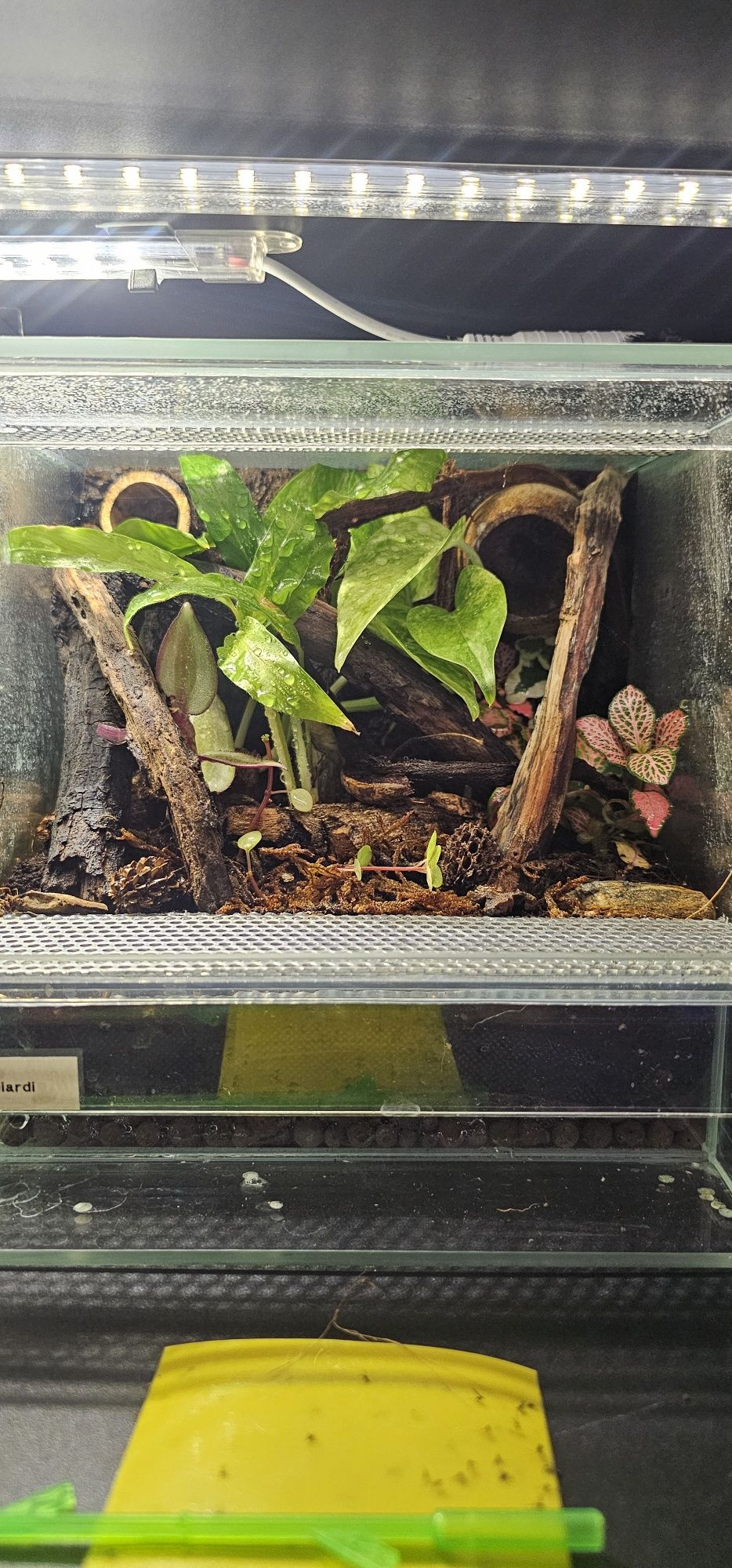 Terrarium 20x20x20. Skakun, hyllus diardi, phidippus regius, modliszka