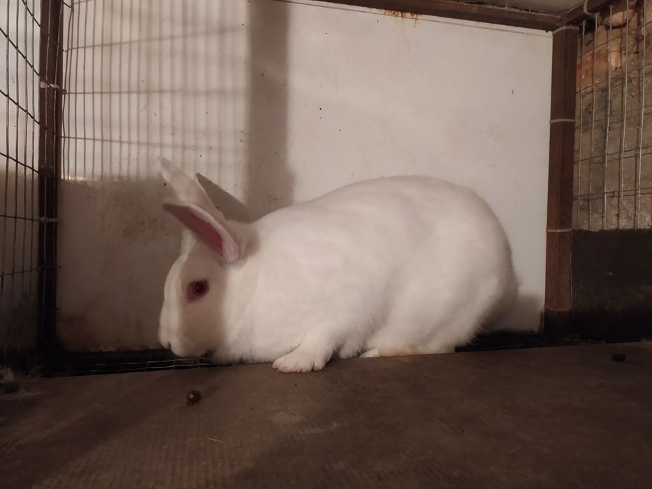 Кролики термонська біла