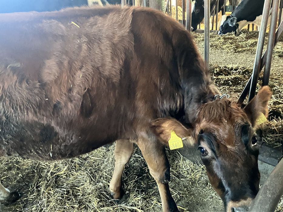 Jałówki Jersey x HO, zacielone.